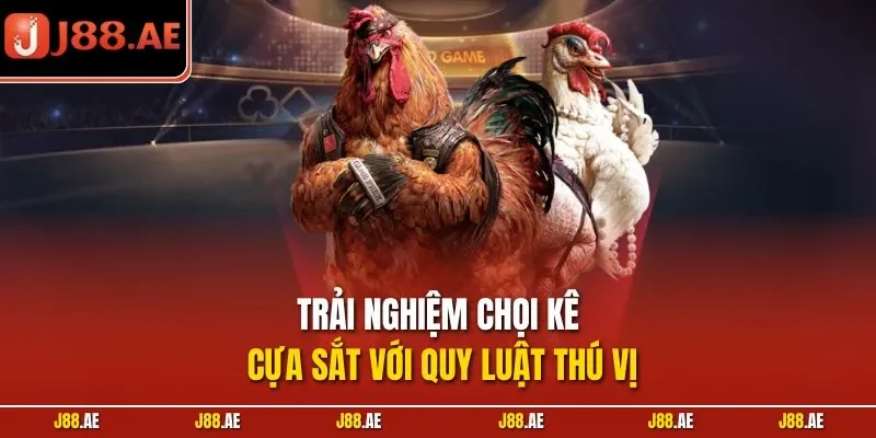 Trải nghiệm chọi kê cựa sắt với quy luật thú vị